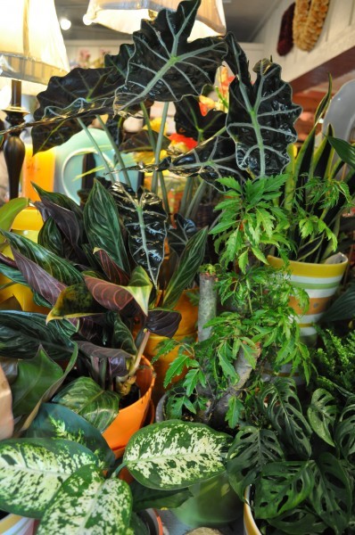 houseplants