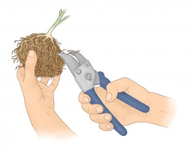 Root Prune Revised Cut