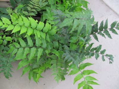 Japanese Holly Fern