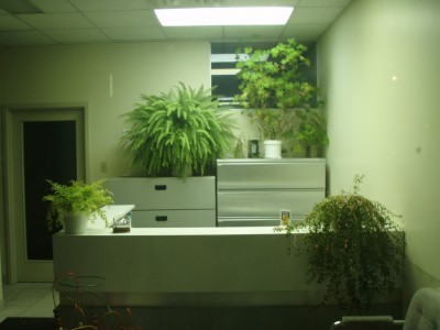office-plants