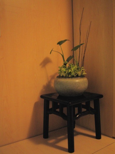 houseplant-growing