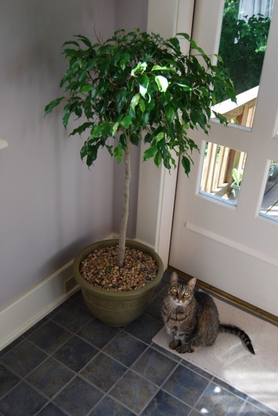 cat and plant