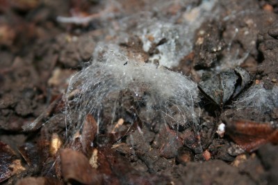 mold on soil