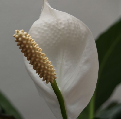 Peace Lily