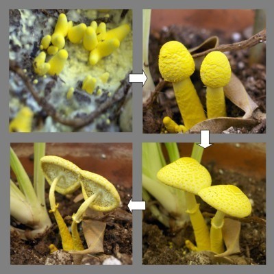 houseplant mushroom