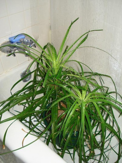 plants tub