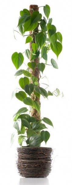 vining houseplant