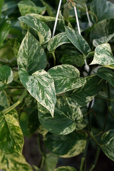 varigated pothos