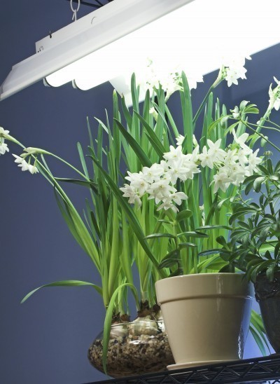 fluorescent light plants