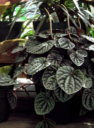 indoor houseplants