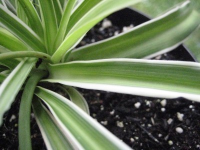 spider plant