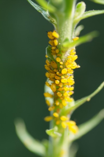 aphids