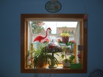 plant window