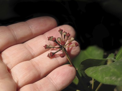 Seed of ivy in hand with black background