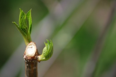 cane cutting