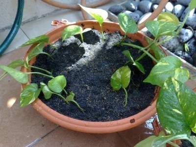 pothos cutting