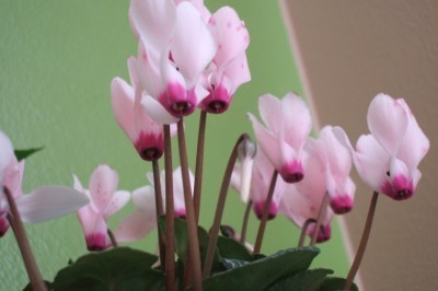 cyclamen