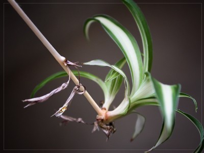 Chlorophytum comosum - Spider Plant