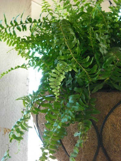 boston fern