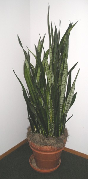 Sansevieria