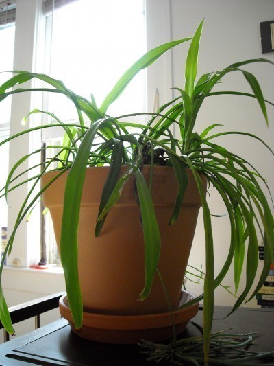 houseplant