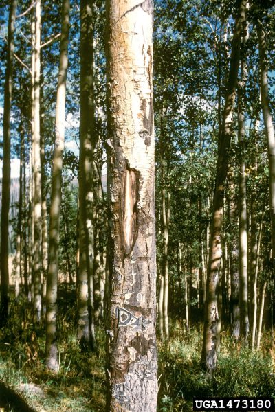 cenangium-canker