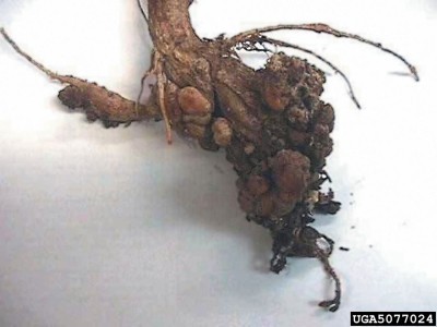 clubroot