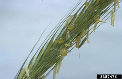 ergot fungus