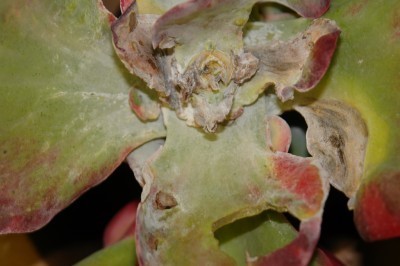 anthracnose-kalanchoe