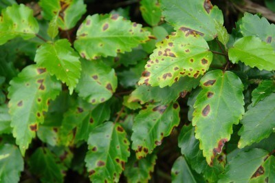 angular-leaf-spot-hibiscus