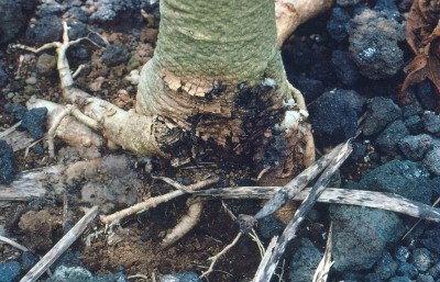 phytophthora-rot