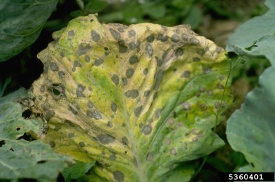 alternaria leaf spot