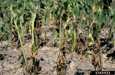 verticillium-wilt-of-sunflowers