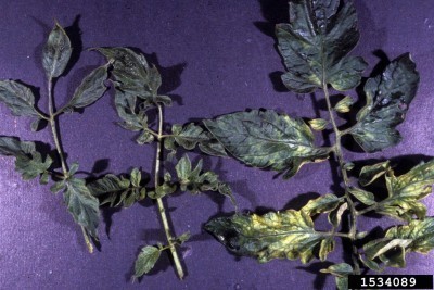 tobacco mosaic virus tomato