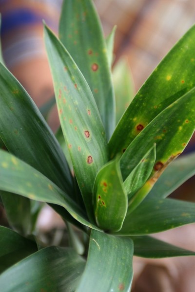 bacterial-leaf-spot