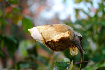 botrytis on rose bud