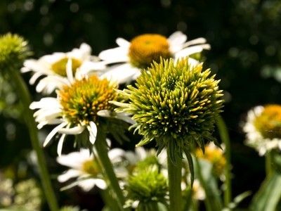 Aster Yellows