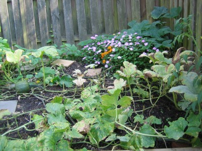 mildew-on-squash