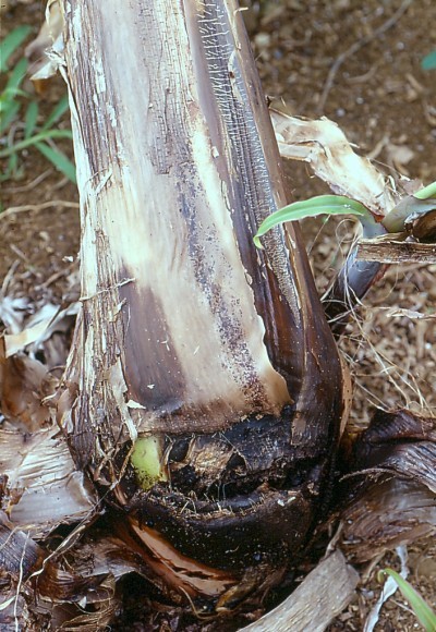 Bacterial rot of banana stem