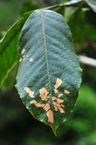 fungal-leaf-spots