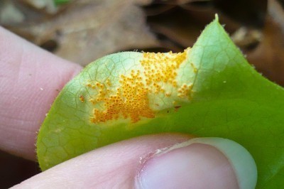 rust-on-leaf