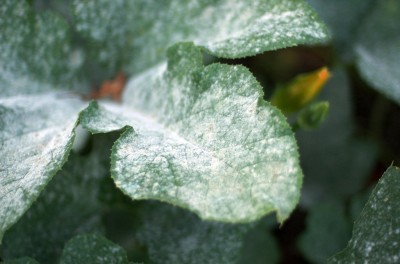 powdery-mildew-leaves