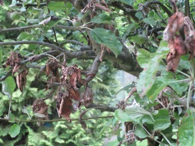 Fire Blight on Apple Tree