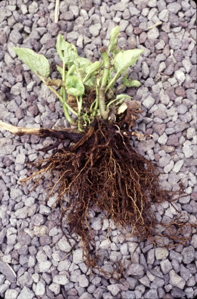 root rot