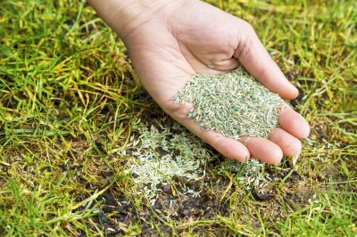 Horizontal position of Female hand holding new grass seed with bare earth soil and old grass beneath as background