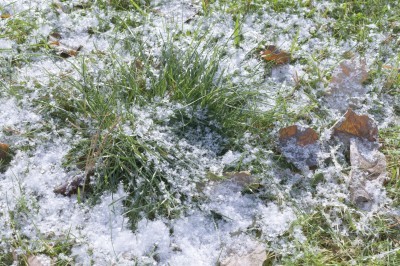 Green grass covered with first snow.Small depth of field