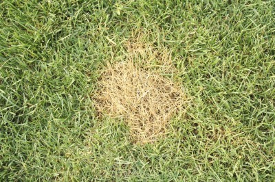 lawn disease