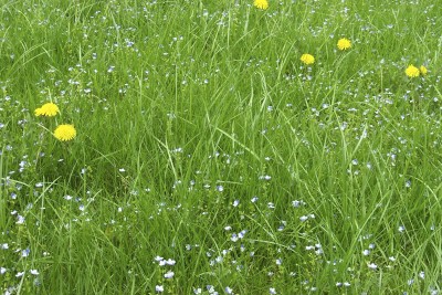 meadow grass