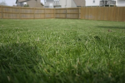 green-grass