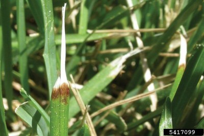 ascochyta-leaf-blight